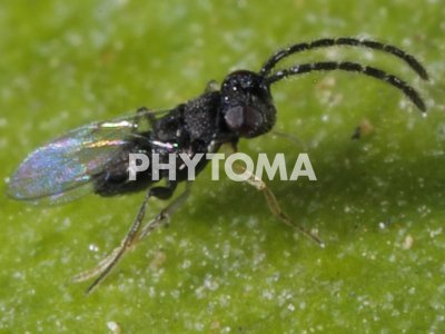 Morfología del macho de C.comperei. Detalle antenas filiformes.